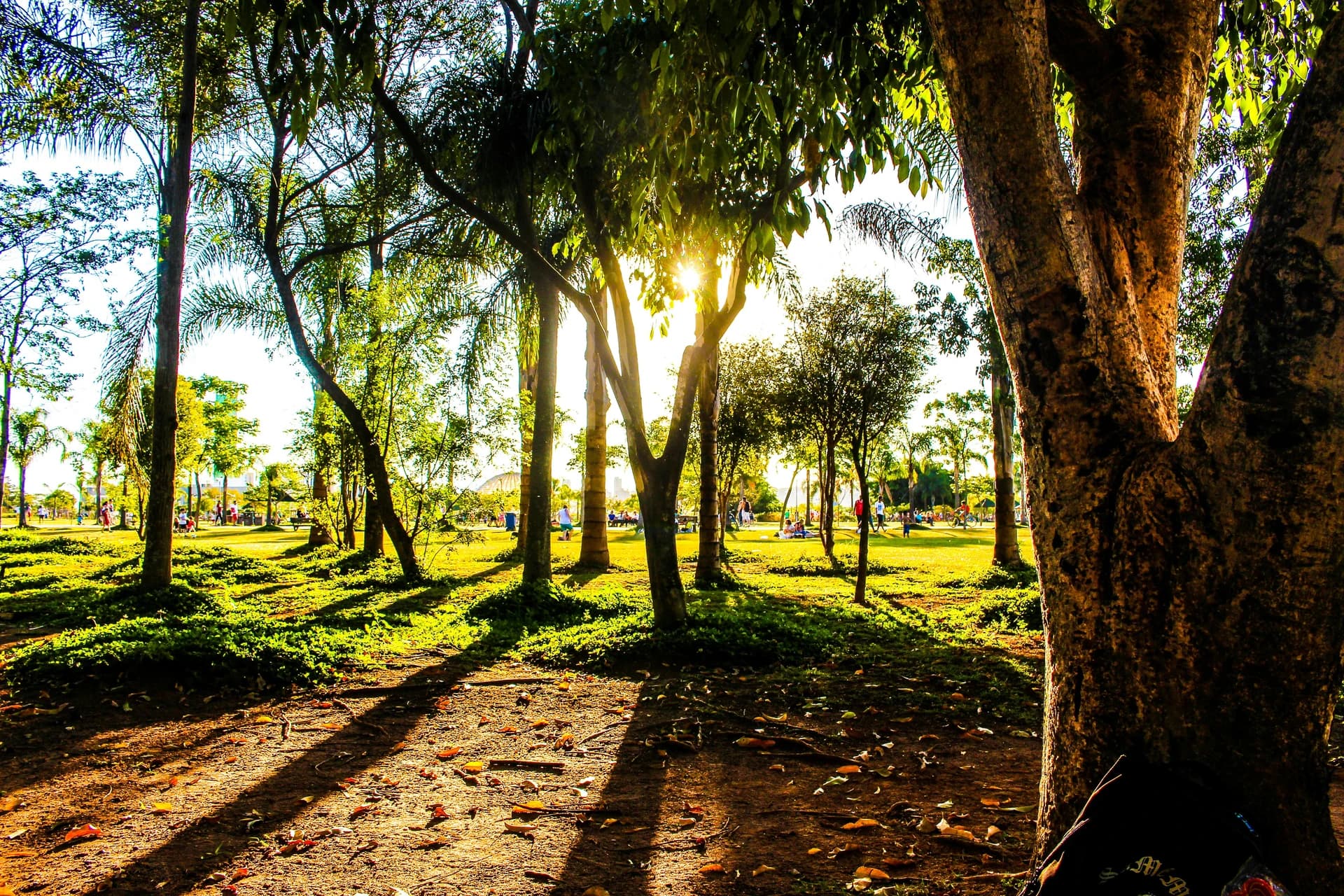 Vardhman Canary Park